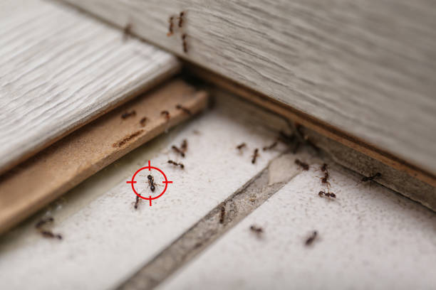 Pest Prevention Services in Wanamingo, MN